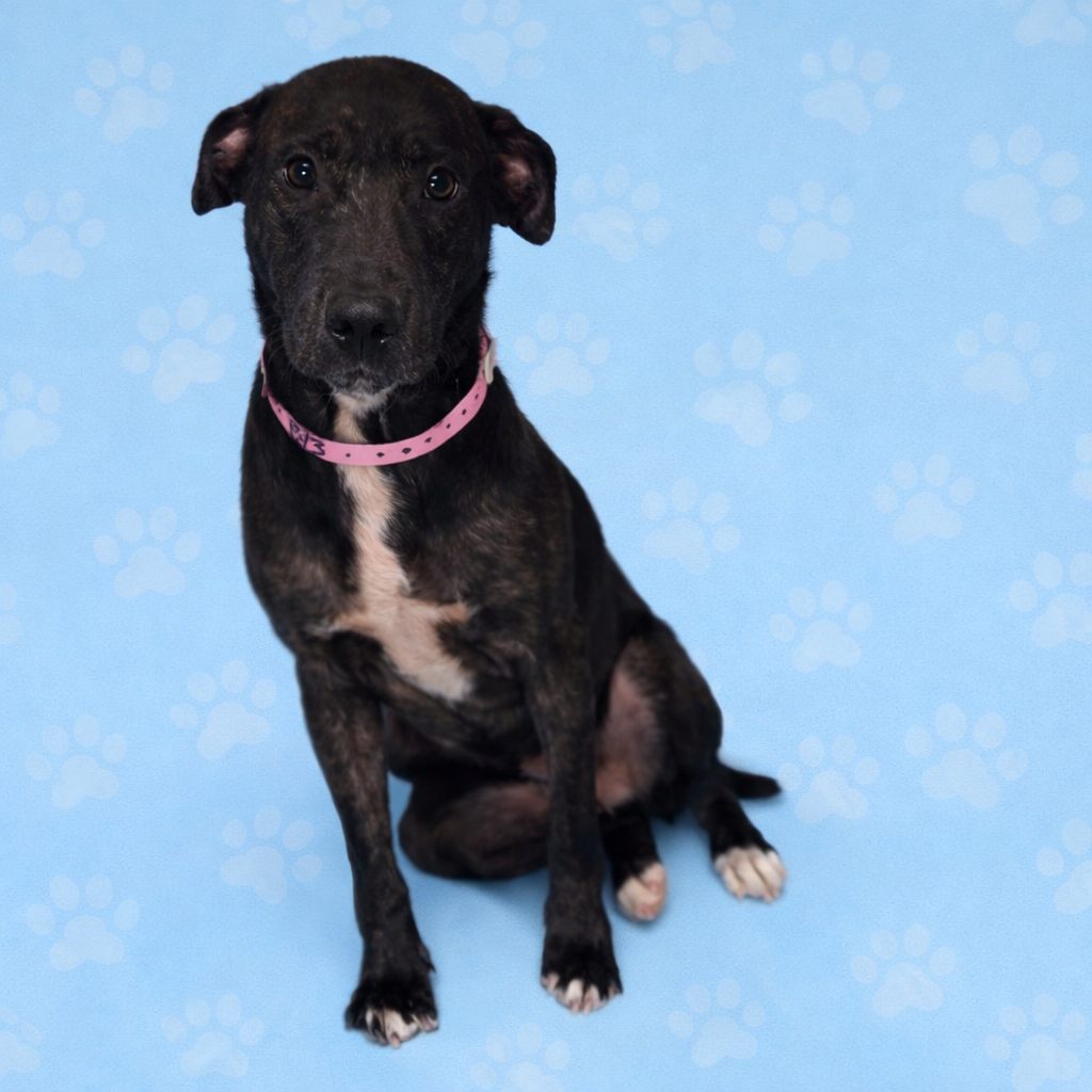 Elizabeth — thumbnail 5