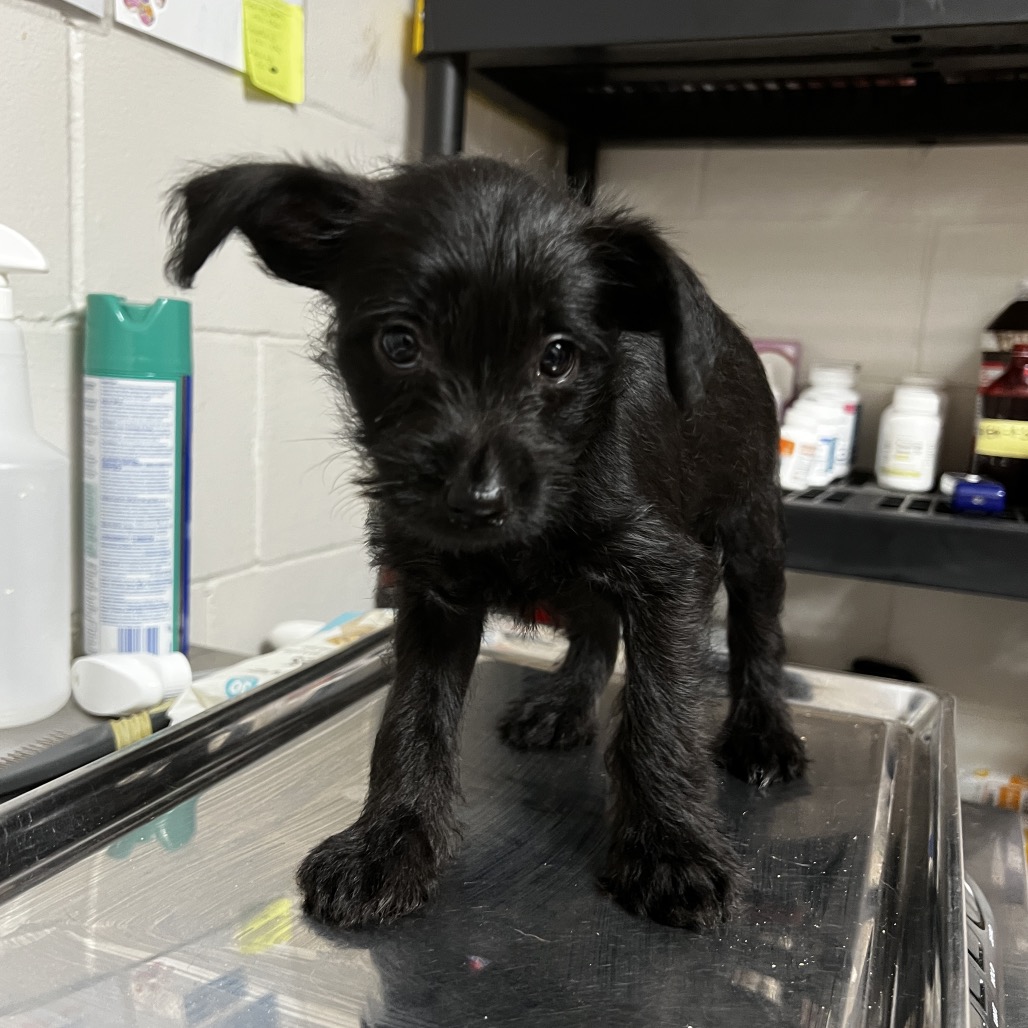 Schnauzer