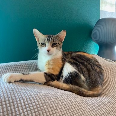 MELVIN - Domestic Shorthair available for adoption
