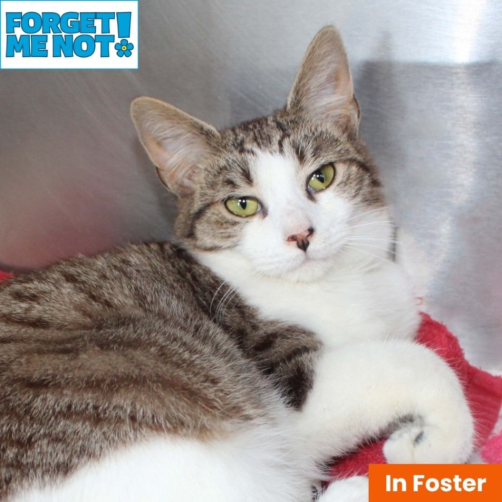 YADDIE - Domestic Shorthair for adoption in Baltimore