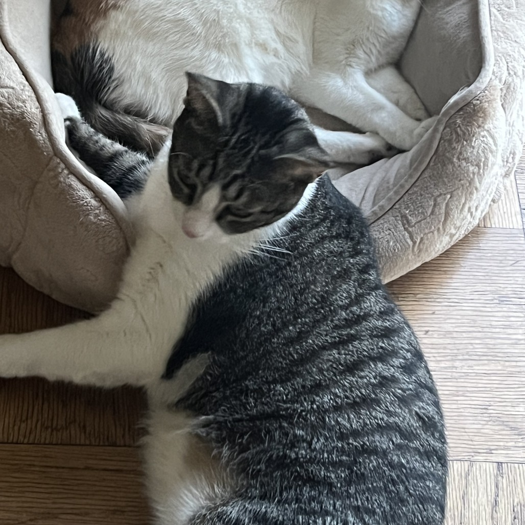 GEORGE - Domestic Shorthair available for adoption