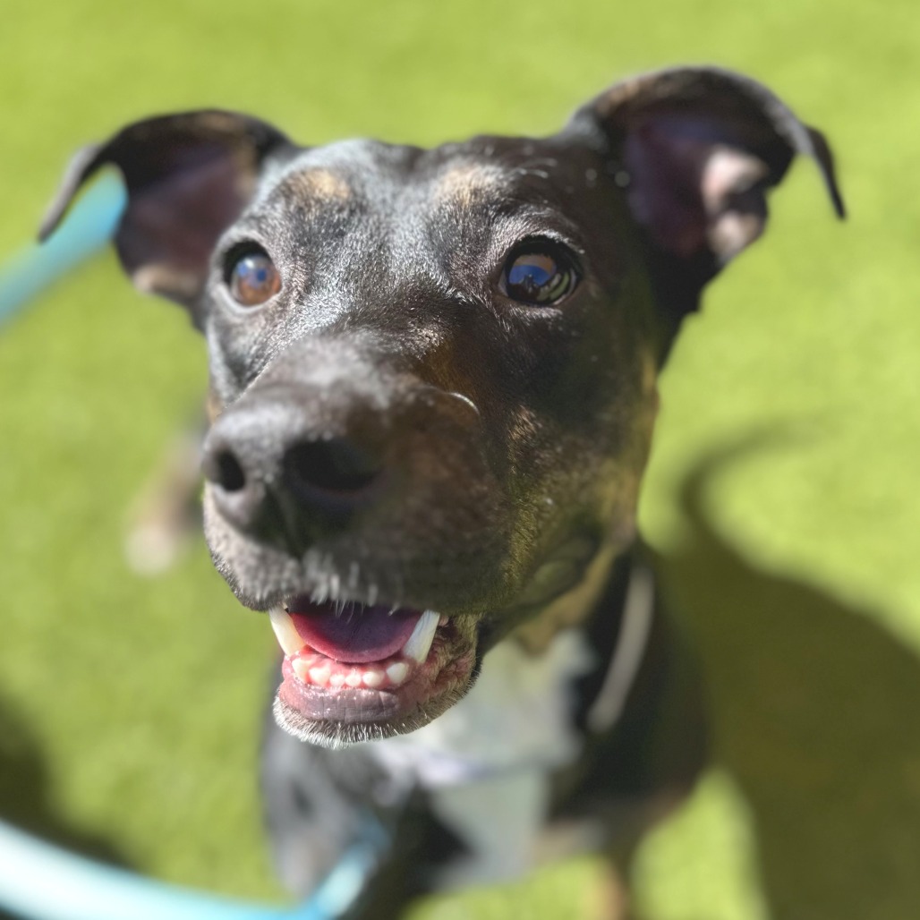 PIPPIN - Mixed Breed (Medium) available for adoption