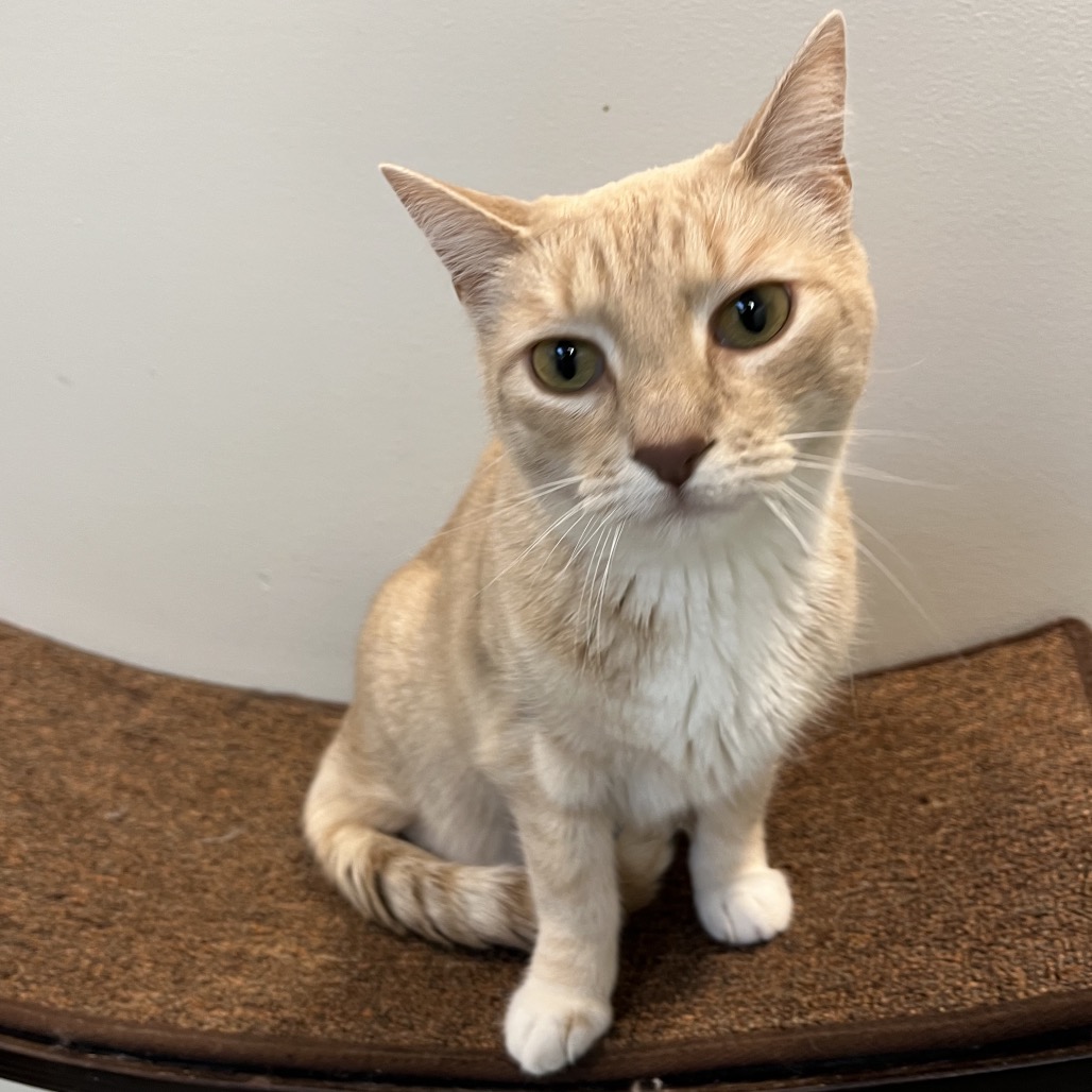 KIZMET - Domestic Shorthair available for adoption