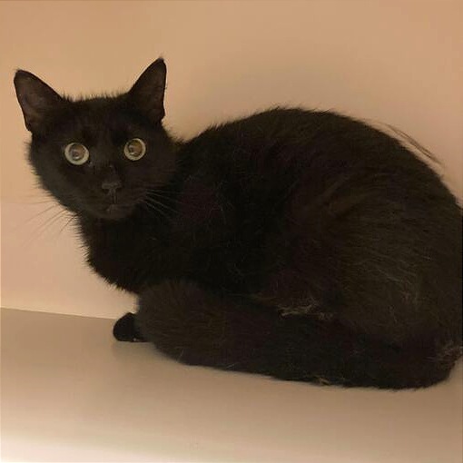 MADRA - Domestic Shorthair available for adoption