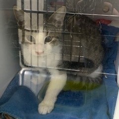 C#117's preview photo