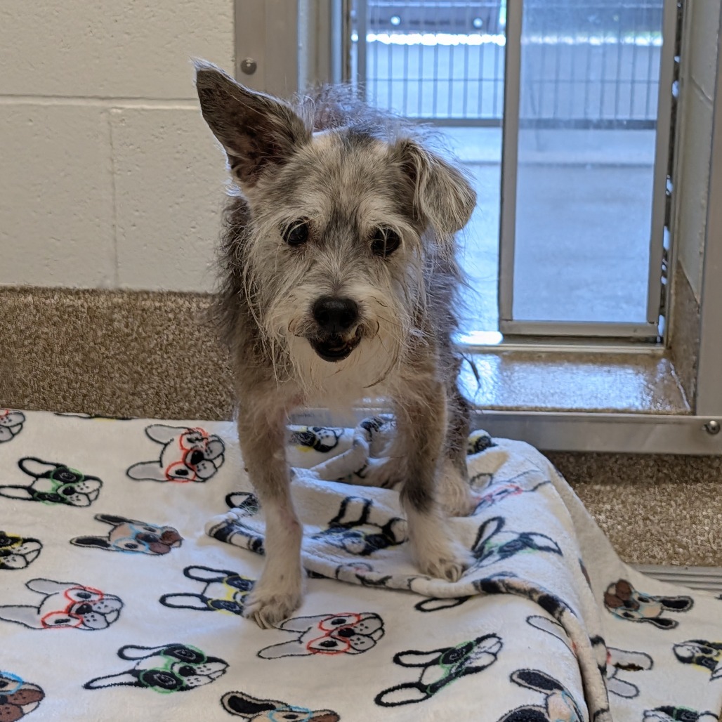 CARL - Mixed Breed (Small) / Terrier, Wirehaired for adoption in League City