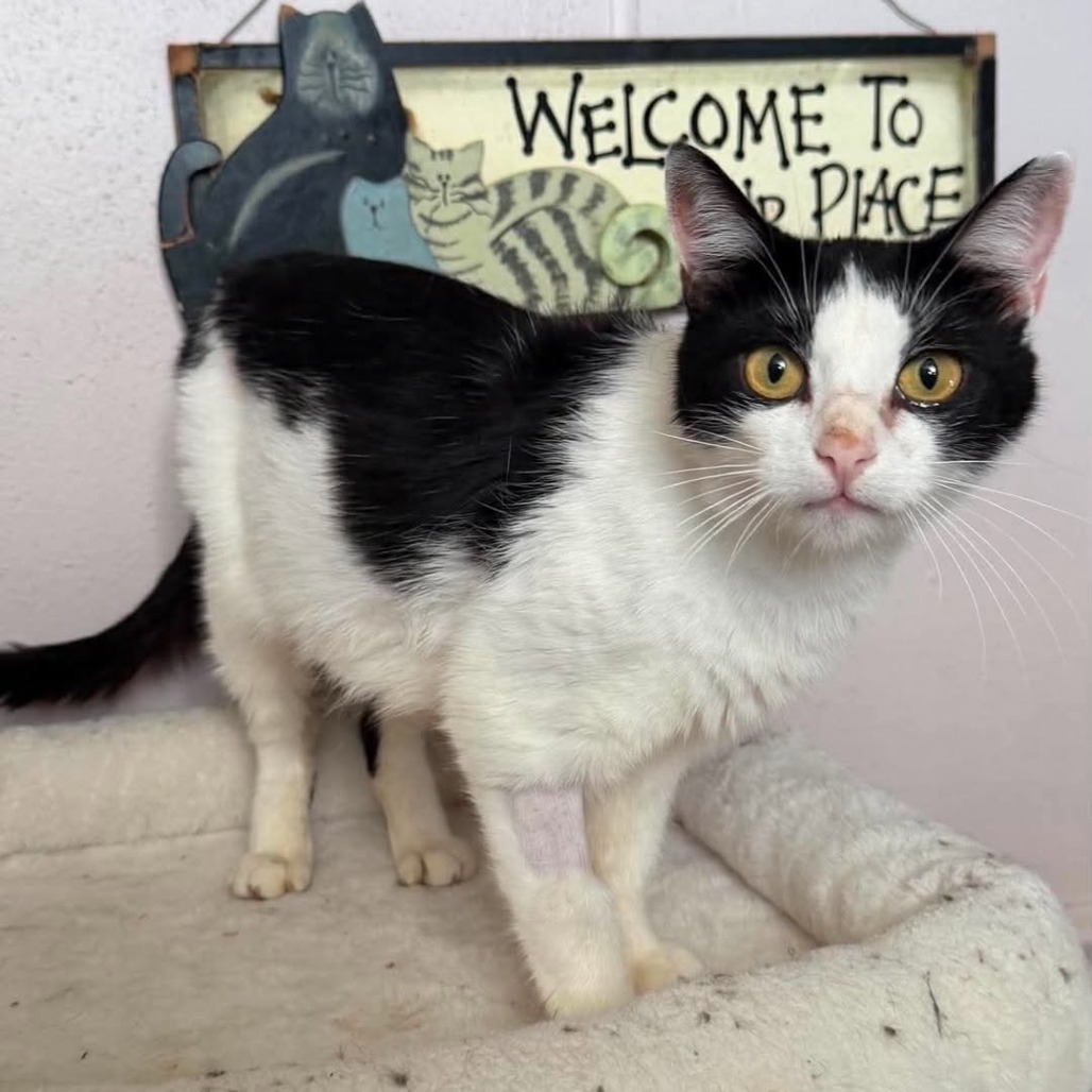 MOMMA TRAIL-AT PETSMART MADISON EAST - Domestic Shorthair available for adoption