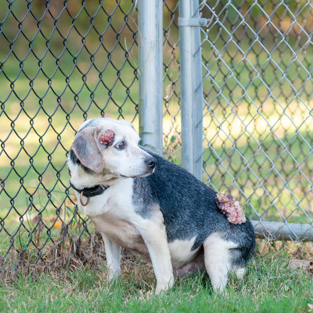 Walter, photo 4