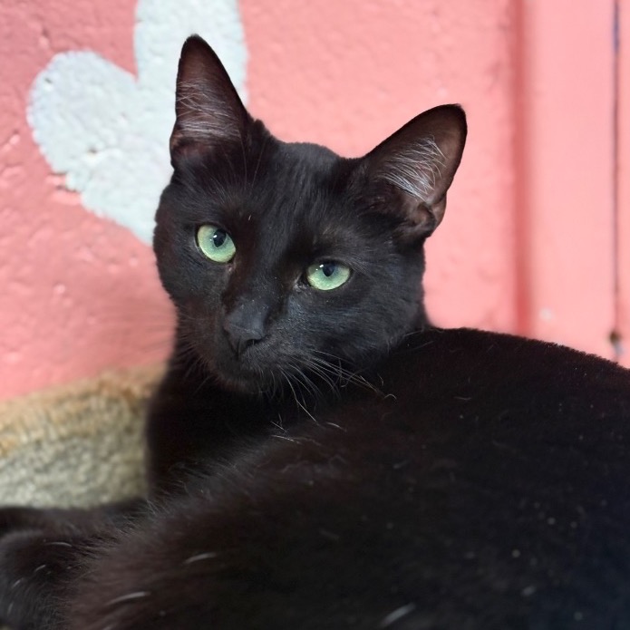 Another portrait of Sundae