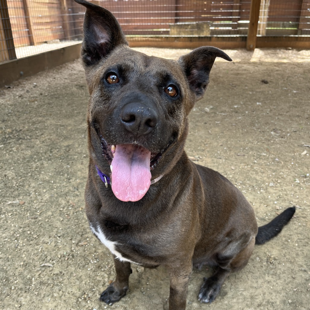 COCO - Terrier, American Pit Bull / Mix available for adoption