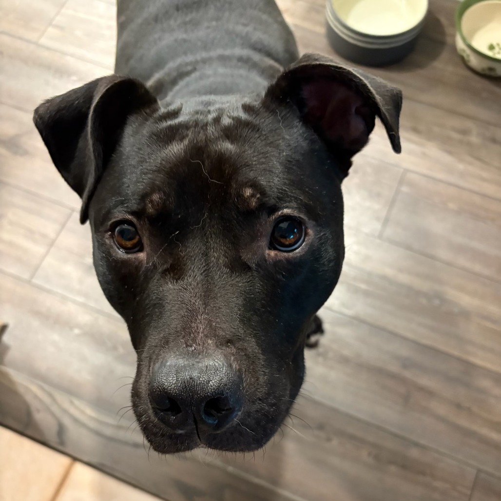 Bowser, photo 7