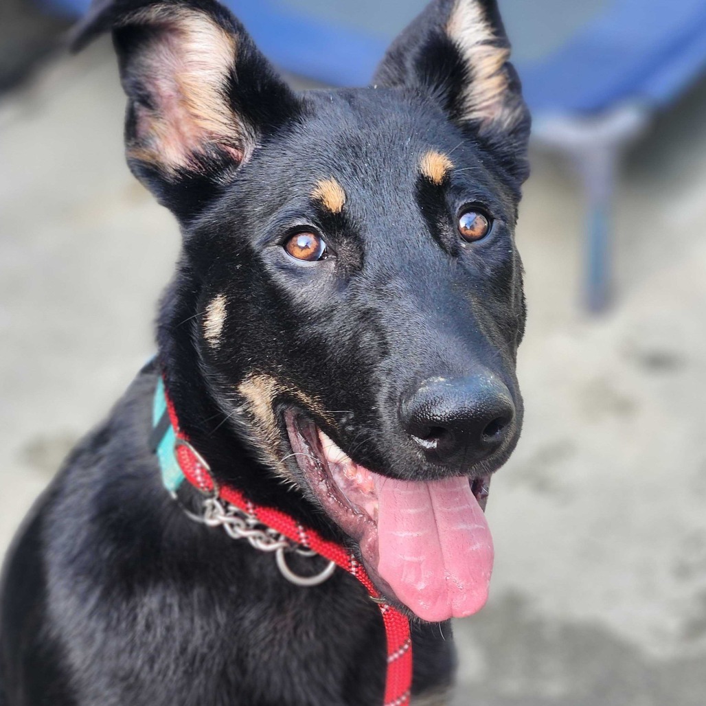 Paulie — thumbnail 5