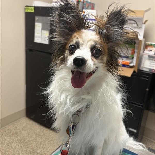 BENTLEY - Papillon available for adoption