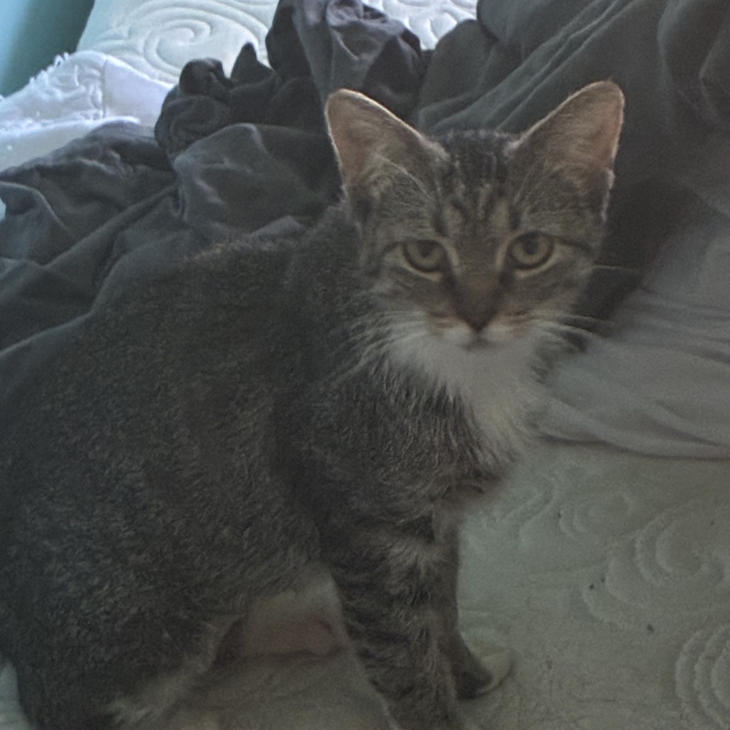 ANOREXIA - Domestic Shorthair available for adoption