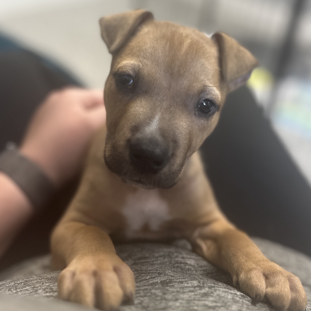 Oliver JR 