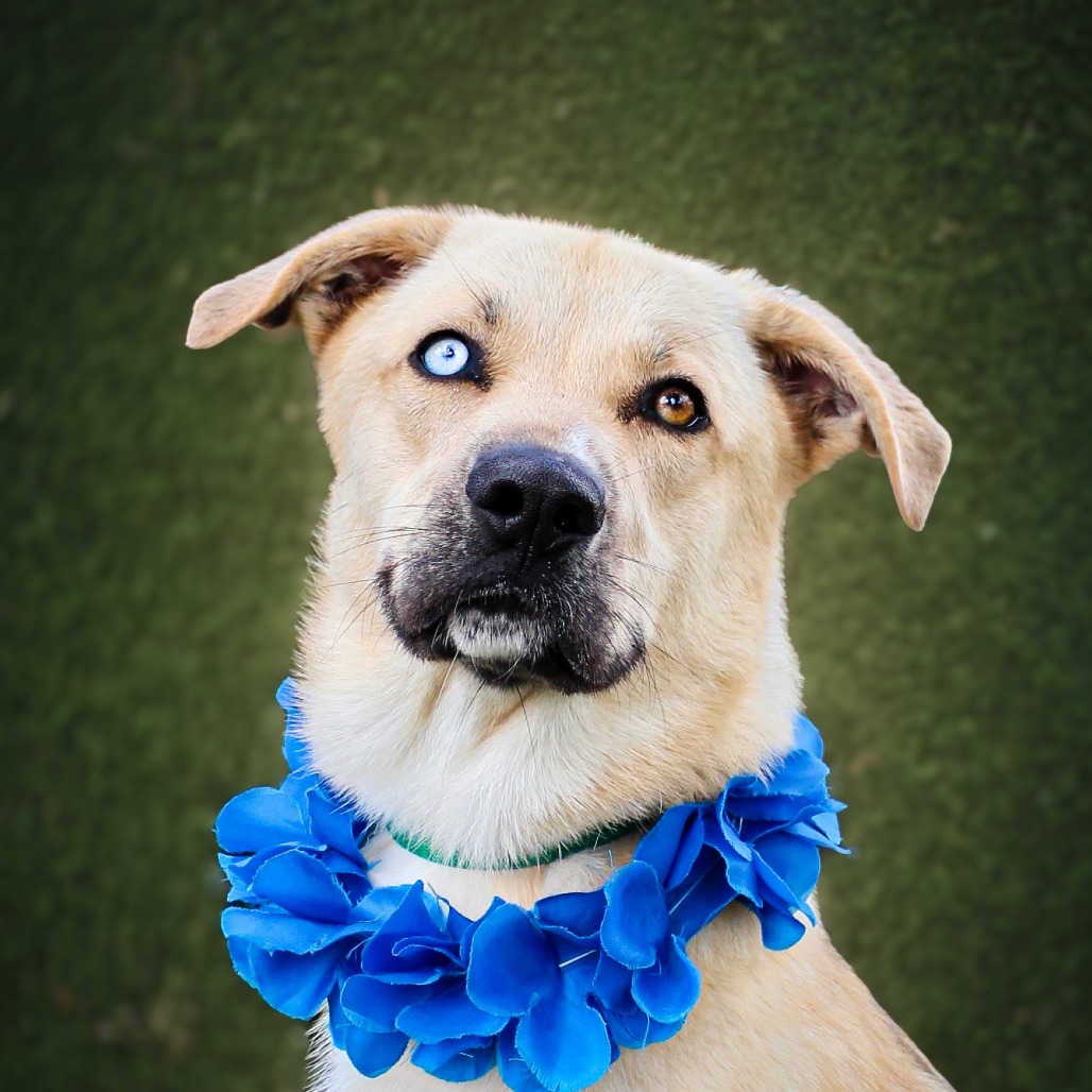 Charlie, an adoptable dog at SPCA-BC
