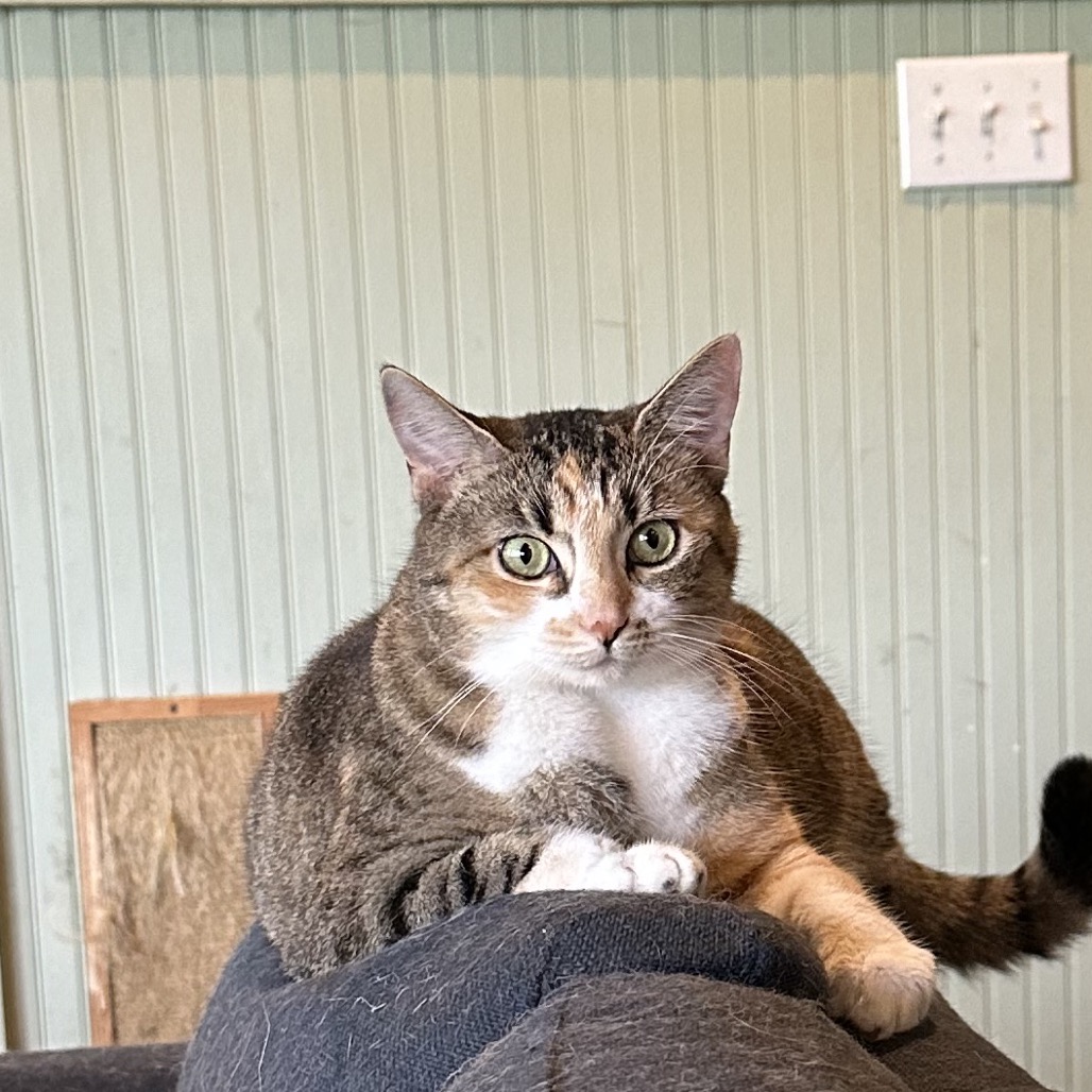 FRANNIE, photo 2
