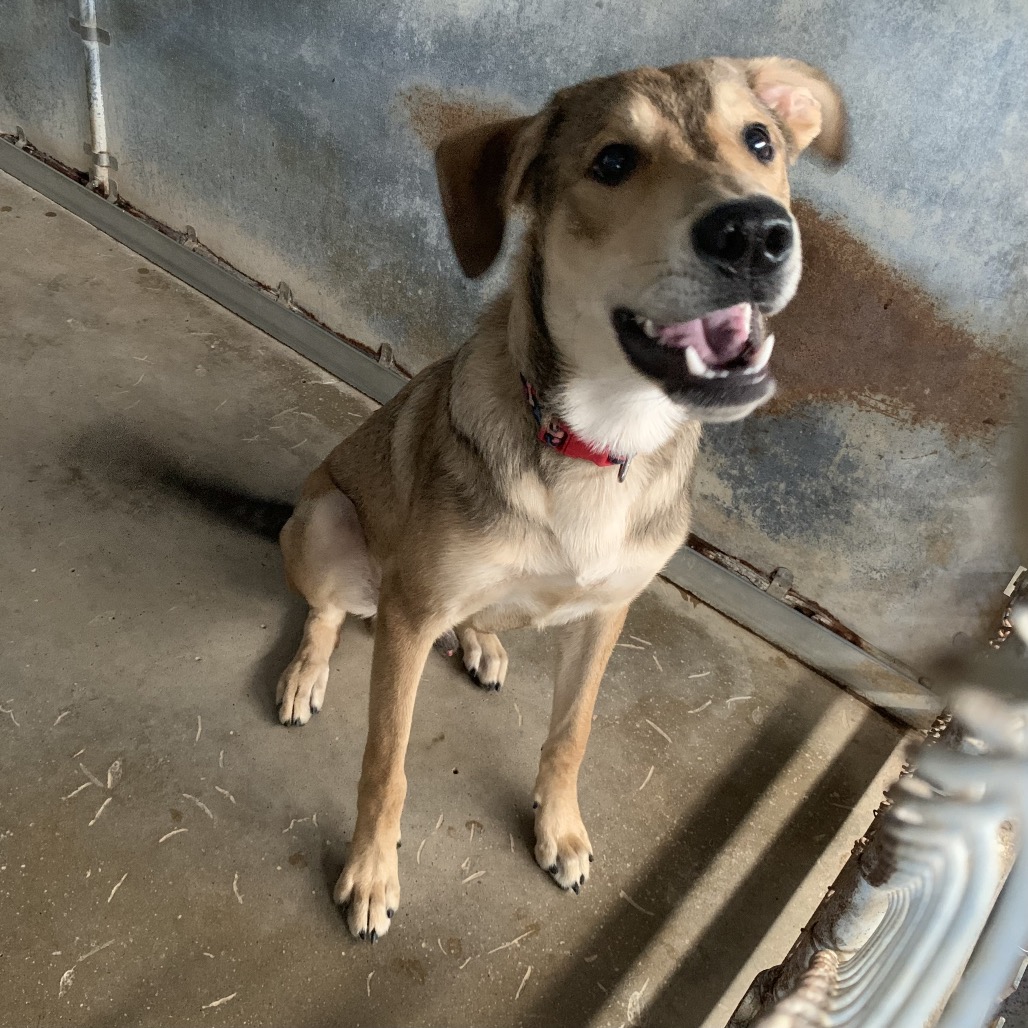 DRAXX (MIST) - Shepherd / Mixed Breed (Medium) available for adoption
