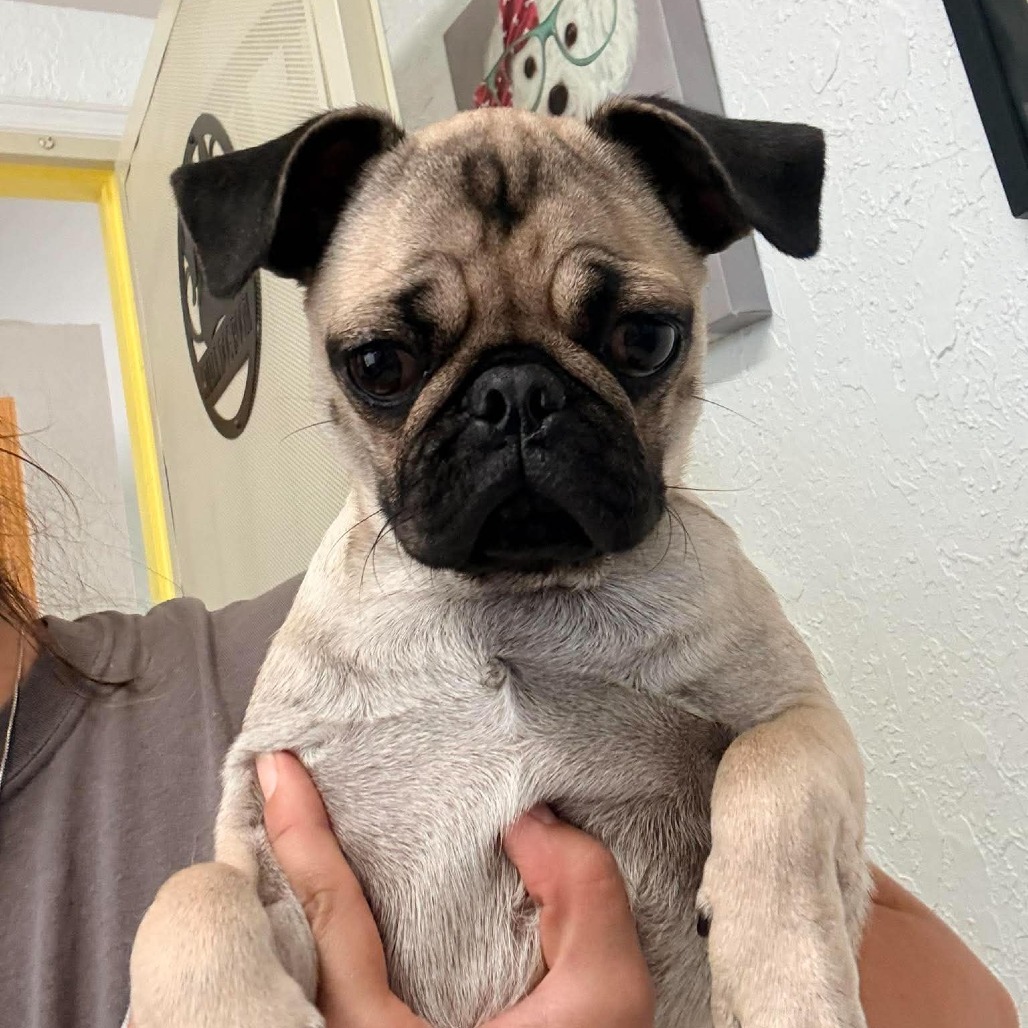 FRANNIE - Pug / Mixed Breed (Small) available for adoption