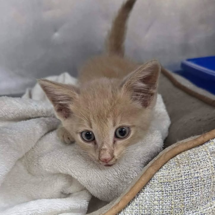 ALEX - Domestic Shorthair available for adoption