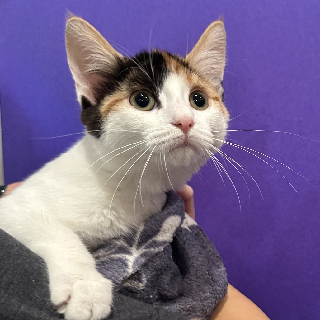 SHOES - Domestic Shorthair available for adoption