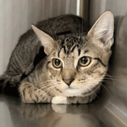 SPARKY (662994) - Domestic Shorthair available for adoption