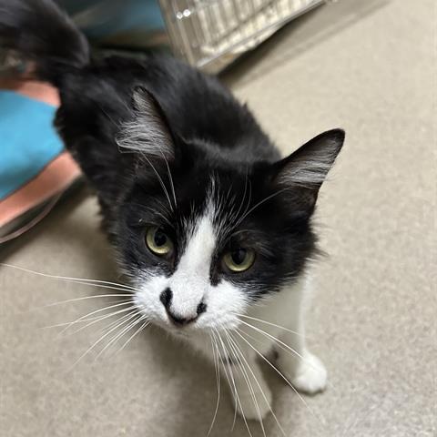 BLIZZARD - Domestic Shorthair available for adoption