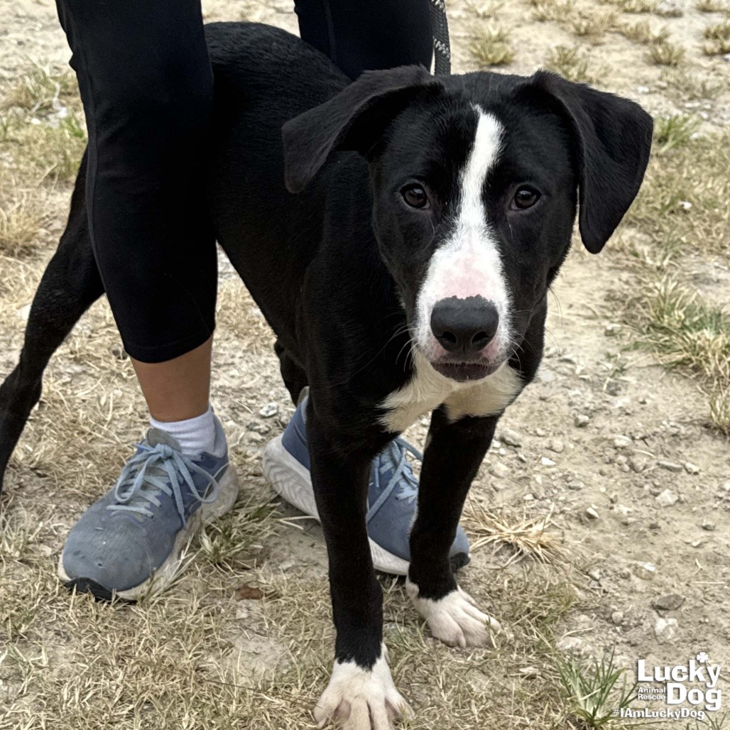 LILY - Retriever, Labrador / Collie, Border available for adoption