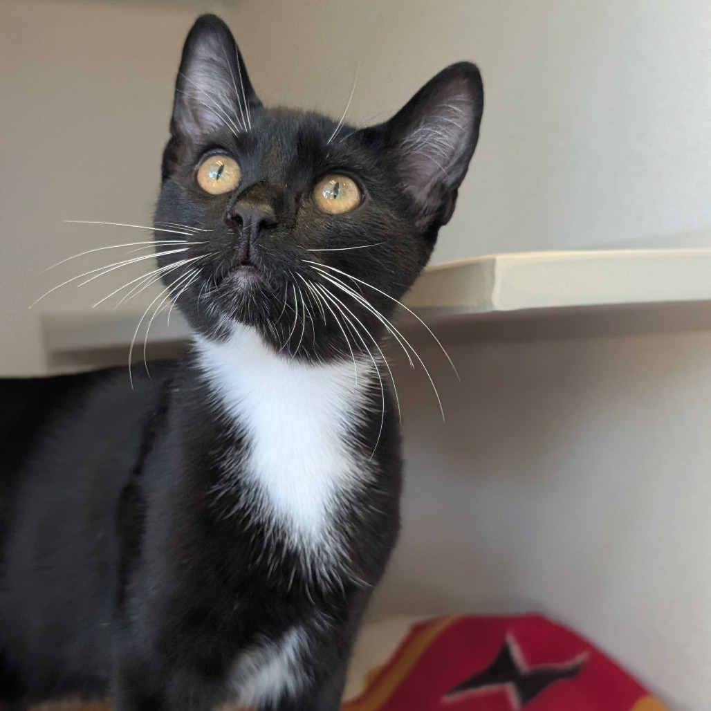 Niko - Domestic Shorthair