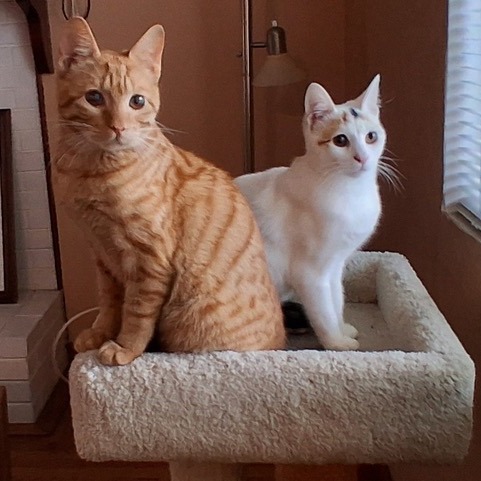 Animal namedMarshmellow