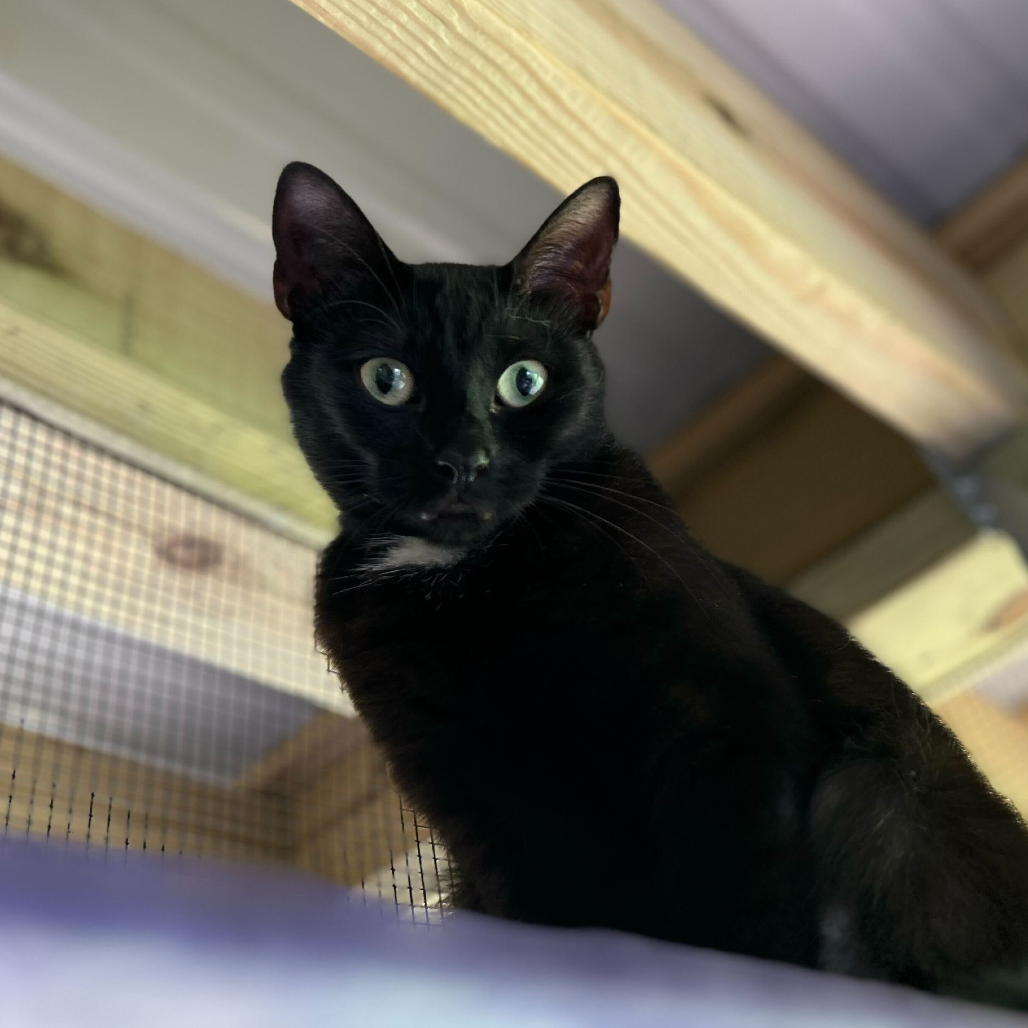 Cleo, photo 5