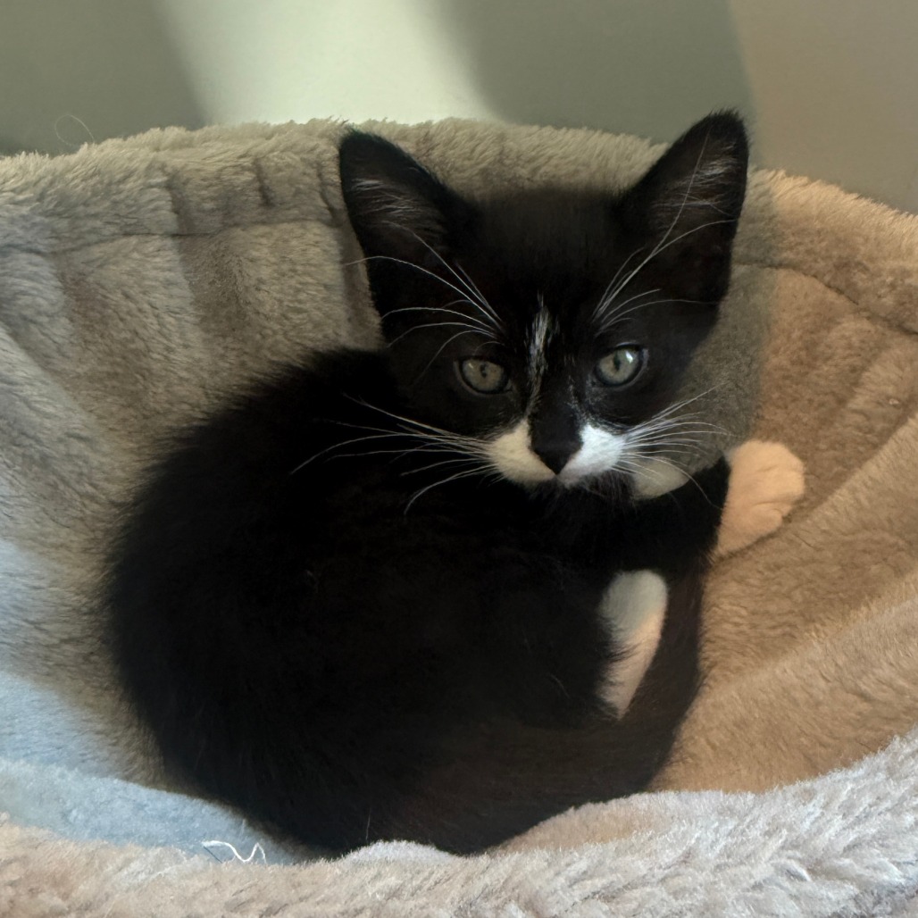 Oreo