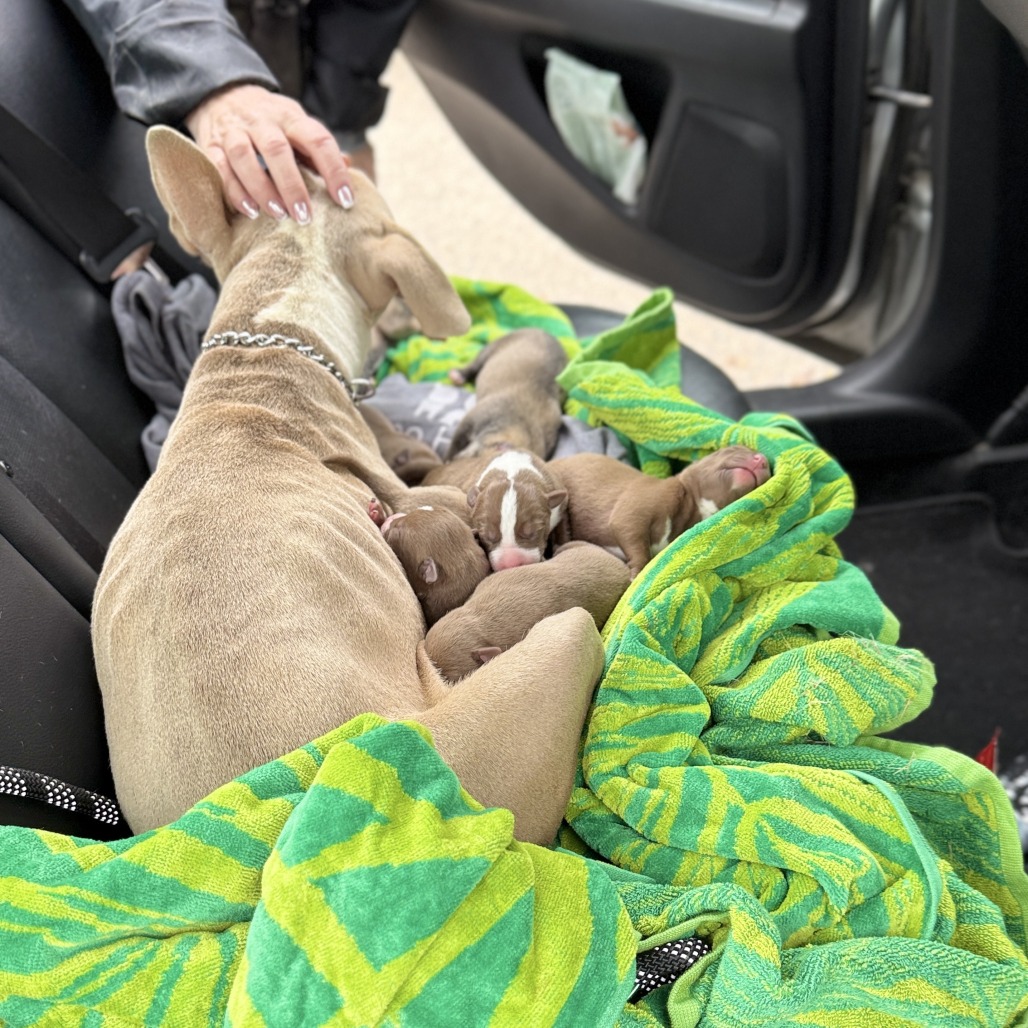 Chocolate Sprinkles — thumbnail 5