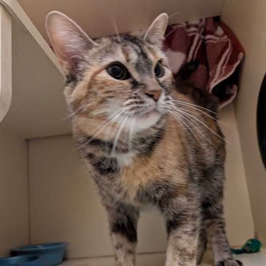 Felicity — thumbnail 4