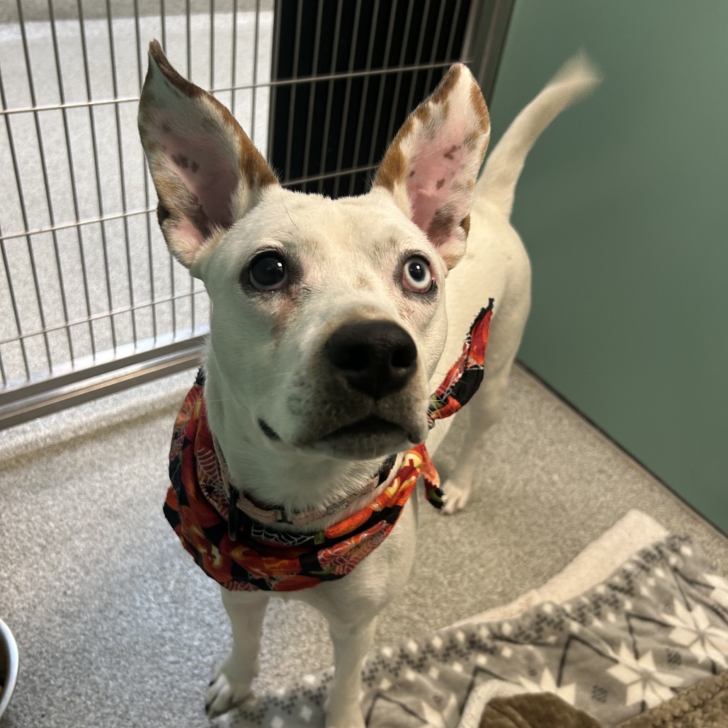 CHARLOTTE - Mixed Breed (Medium) available for adoption