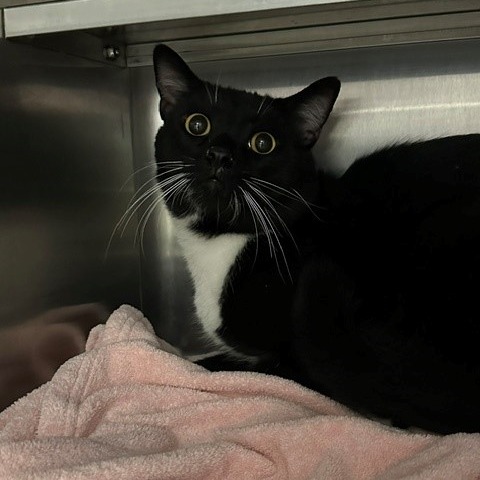 JAMES BOND - Domestic Shorthair available for adoption