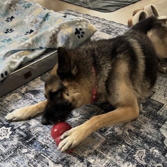 Rosco, photo 5