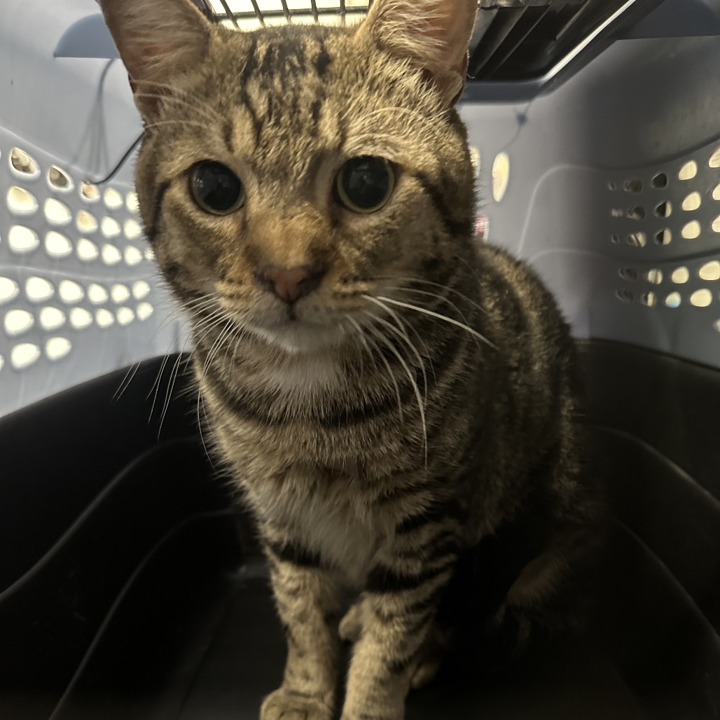 TIGER WOODS - Domestic Shorthair / Mix available for adoption