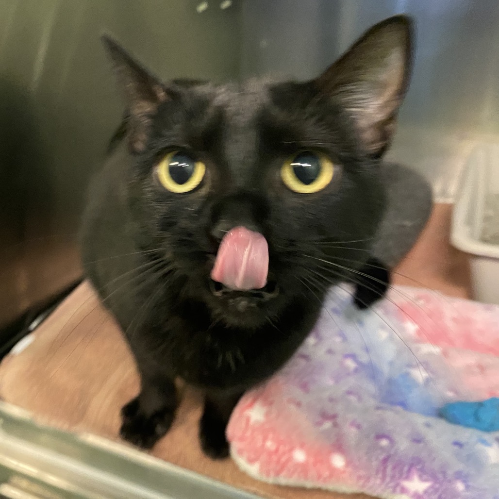 ISABELLE - Domestic Shorthair available for adoption