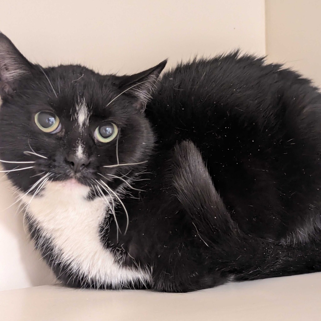 Mini Muffin — thumbnail 2