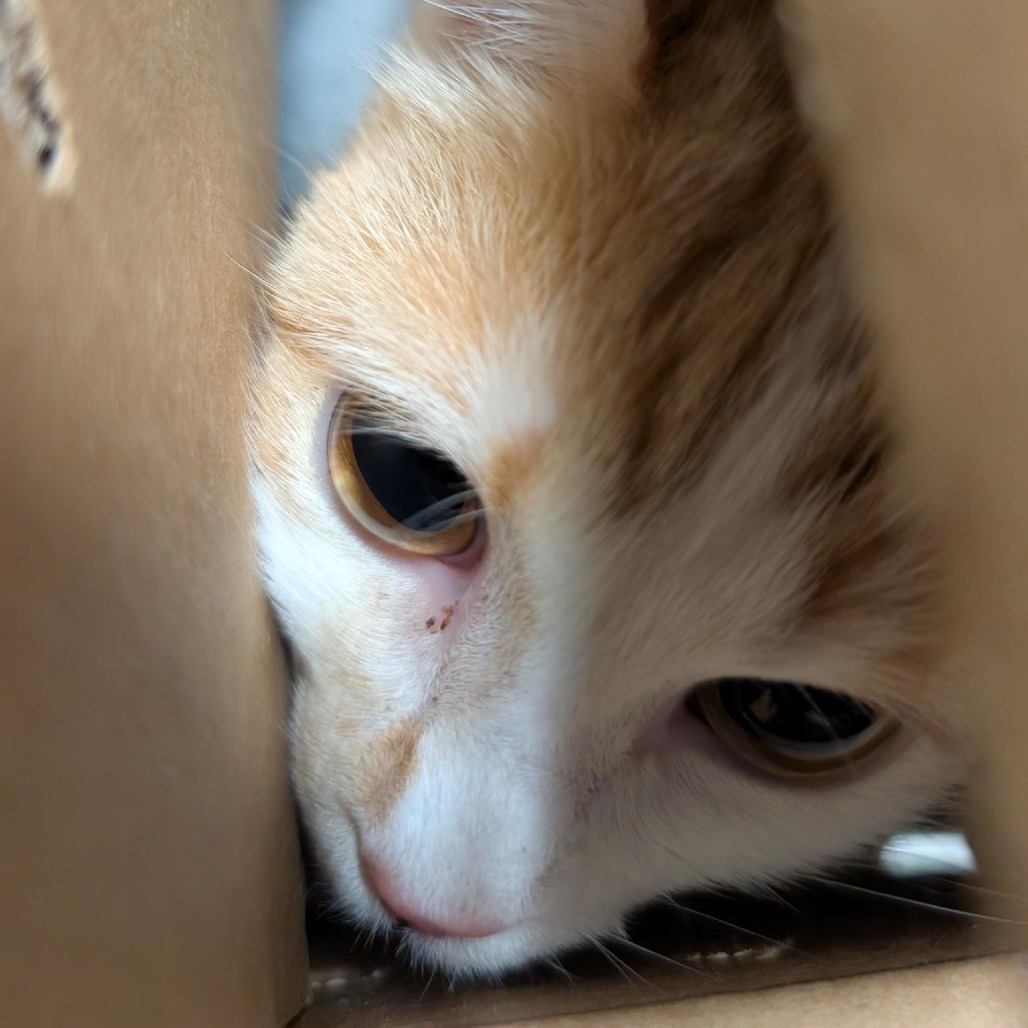KITA - Domestic Shorthair for adoption in Baltimore