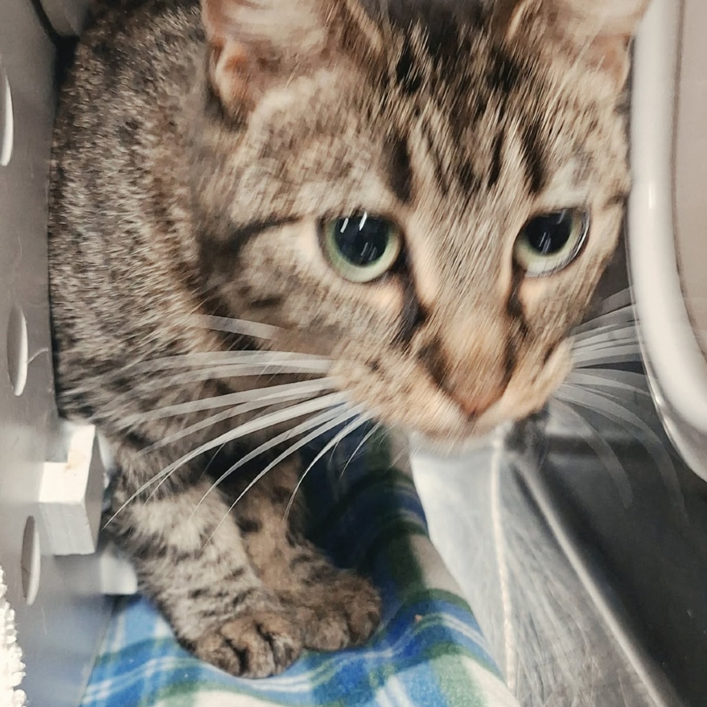 Sadie, a Domestic Shorthair