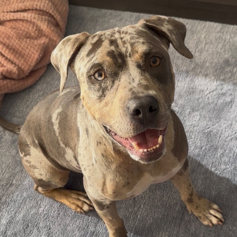 Another portrait of Shadow