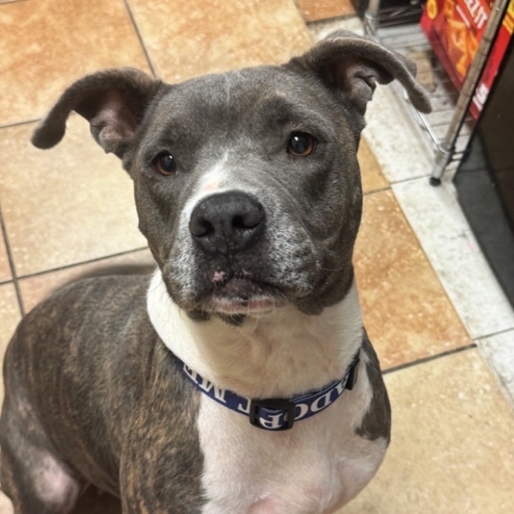 FWT RUBY - Mixed Breed (Large) available for adoption