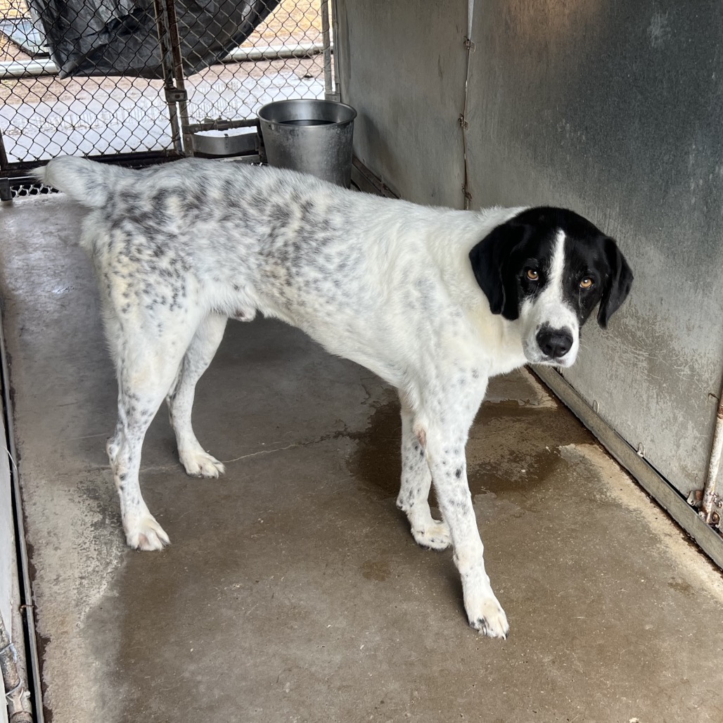 CHRIS - Shepherd, Anatolian / Mixed Breed (Large) available for adoption