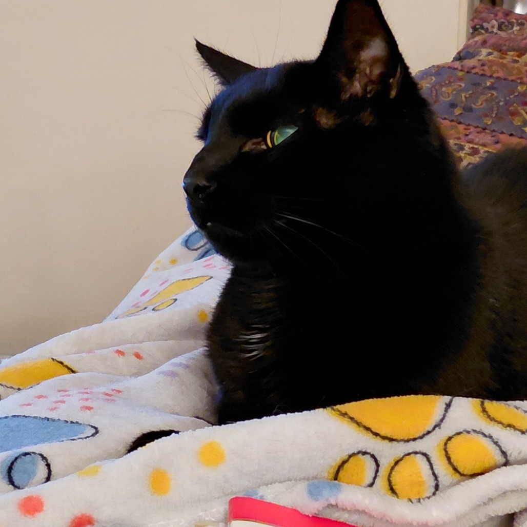 Photo of Sammy 4