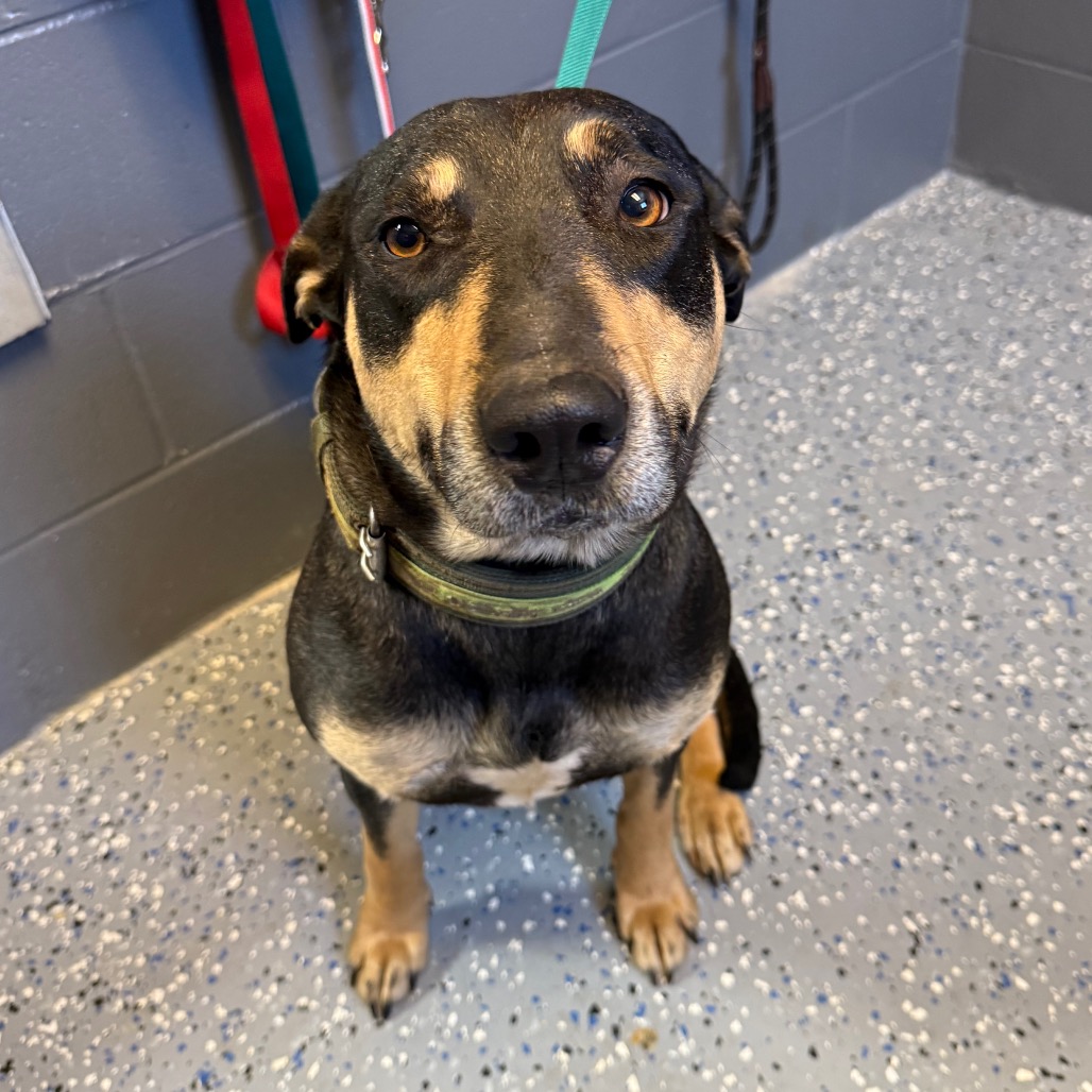 Tusc Stray 83955 2 3