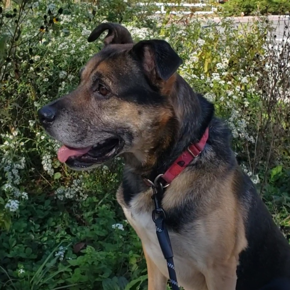 Ranger, photo 9