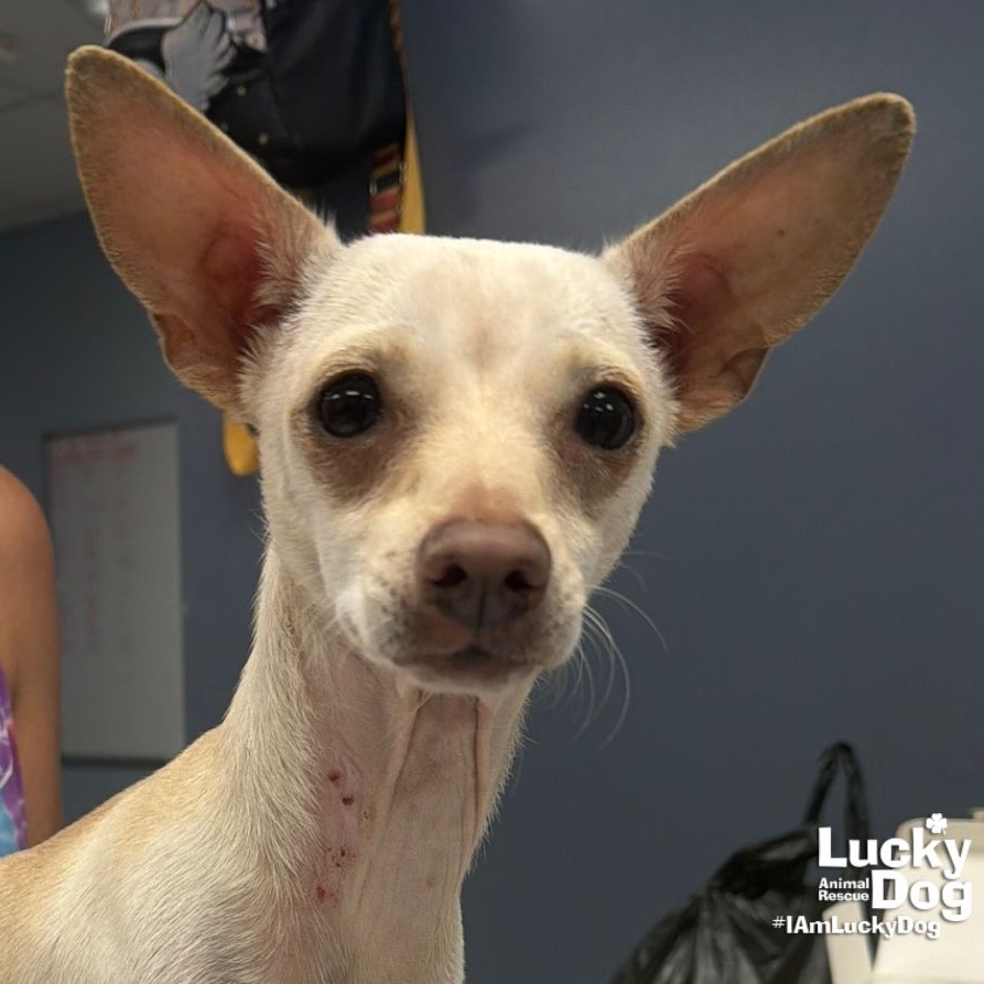 RINGO - Chihuahua available for adoption