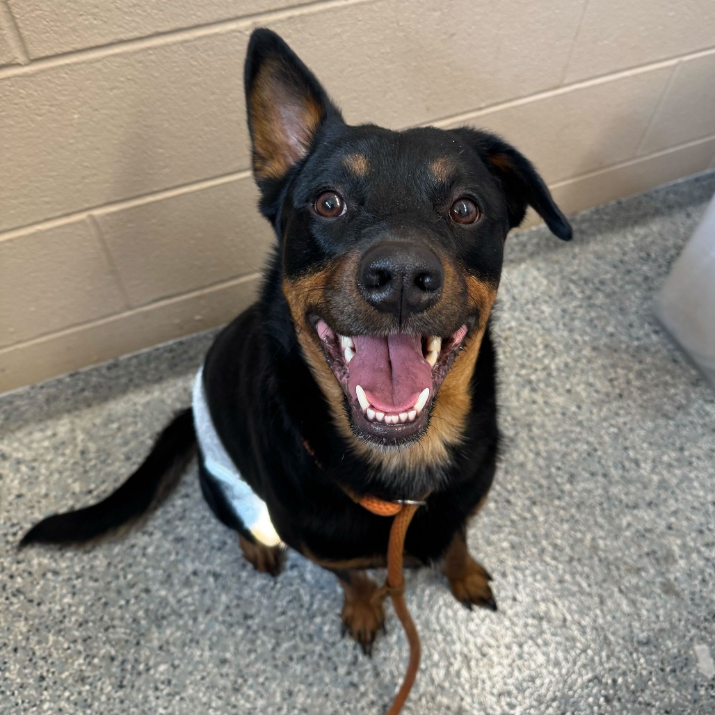FLIP FLOP - Rottweiler / Mix available for adoption